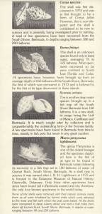 1982 Bermuda Shells definitives insert reverse FDC